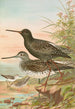 Totanus fuscus Totanus littoreus - Johann Friedrich Naumann — artwork view