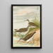 Totanus ochropus Totanus glareola Tringoides hypoleucus - Johann Friedrich Naumann — framed artwork on a wall