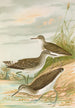 Totanus ochropus Totanus glareola Tringoides hypoleucus - Johann Friedrich Naumann — artwork view