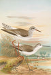 Totanus totanus Totanus stagnatilis Bechst - Johann Friedrich Naumann — vista de la obra