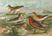 Tringa temminckii Leisl Tringa alpina Tringa subarcuata - Johann Friedrich Naumann — artwork view