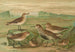 Tringa alpina Schinzi, Tringa minuta Leisl - Johann Friedrich Naumann — artwork view