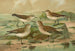 Tringa alpina Tringa alpina Schinzi Tringa minuta Leisl Tringa temmincki Leisl - Johann Friedrich Naumann — artwork view