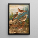 Turdus Naumanni - Johann Friedrich Naumann — cuadro enmarcado en la pared