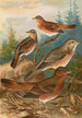 Turdus Naumanni - Johann Friedrich Naumann — vista de la obra