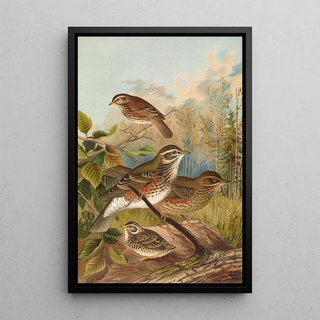 Johann Friedrich Naumann - Turdus iliacus.webp