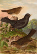 Turdus merula - Johann Friedrich Naumann — vista de la obra