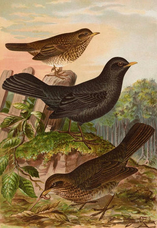 Johann Friedrich Naumann - Turdus merula.webp