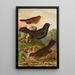 Turdus merula - Johann Friedrich Naumann — cuadro enmarcado en la pared