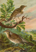 Turdus musicus Turdus pilaris - Johann Friedrich Naumann — artwork view