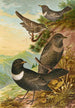 Turdus torquatus - Johann Friedrich Naumann — vista de la obra