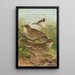 Turdus viscivorus Turdus atrigularis - Johann Friedrich Naumann — cuadro enmarcado en la pared