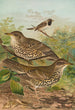 Turdus viscivorus Turdus atrigularis - Johann Friedrich Naumann — vista de la obra