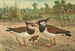 Vanellus vanellus - Johann Friedrich Naumann — vista de la obra