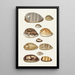 Eleven Large and Small Tropical Cowrie Shells - Johann Gustav Hoch — framed artwork on a wall