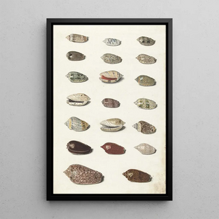 Johann Gustav Hoch - Twenty Tropical Shells.webp