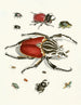 Breve historia de los insectos del Dr Sulzer, Pl. 01 - Johann Heinrich Sulzer — vista de la obra