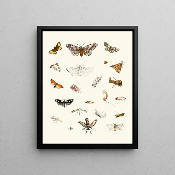 Johann Heinrich Sulzer - Dr Sulzers Short History of Insects Pl 22.webp