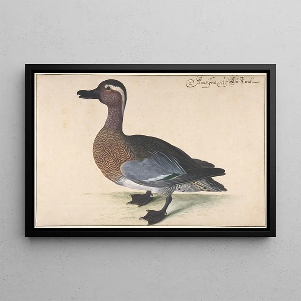 Johann Jakob Walther - A Male Teal.webp