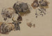 Bovins sur le Campo Vaccino à Rome - Johann Nepomuk Rauch — artwork view
