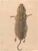 A field mouse viewed from the sky - Johann Rudolph Schellenberg — artwork view