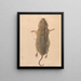 A field mouse viewed from the sky - Johann Rudolph Schellenberg — framed artwork on a wall