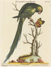 The little green-tailed parrot of the West - Johann Sebastian Leitner — artwork view