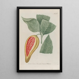 Johann Wilhelm Weinmann - Phytanthoza iconographia Pl003.webp