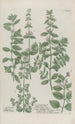 Phytanthoza iconographia Pl005 - Johann Wilhelm Weinmann — vista de la obra