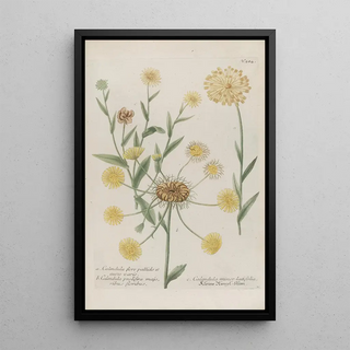 Johann Wilhelm Weinmann - Phytanthoza iconographia Pl007.webp