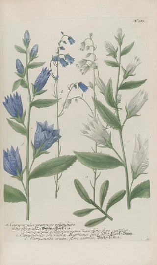 Johann Wilhelm Weinmann - Phytanthoza iconographia Pl010.webp