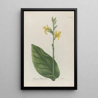 Johann Wilhelm Weinmann - Phytanthoza iconographia Pl019.webp