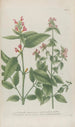 Phytanthoza iconographia Pl024 - Johann Wilhelm Weinmann — vista de la obra