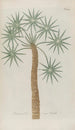 Phytanthoza iconographia Pl027 - Johann Wilhelm Weinmann — vista de la obra