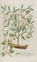Phytanthoza iconographia Pl029 - Johann Wilhelm Weinmann — vista de la obra