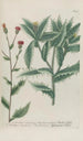 Phytanthoza iconographia Pl032 - Johann Wilhelm Weinmann — vista de la obra