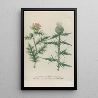 Johann Wilhelm Weinmann - Phytanthoza iconographia Pl033.webp