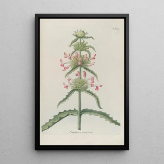 Johann Wilhelm Weinmann - Phytanthoza iconographia Pl035.webp