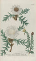 Phytanthoza iconographia Pl041 - Johann Wilhelm Weinmann — vista de la obra