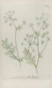 Phytanthoza iconographia Pl044 - Johann Wilhelm Weinmann — vista de la obra