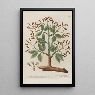 Johann Wilhelm Weinmann - Phytanthoza iconographia Pl047.webp