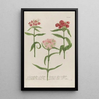 Johann Wilhelm Weinmann - Phytanthoza iconographia Pl051.webp