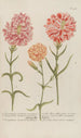 Phytanthoza iconographia Pl059 - Johann Wilhelm Weinmann — vista de la obra