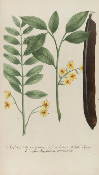 Johann Wilhelm Weinmann - Phytanthoza iconographia Pl063.webp