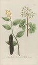 Phytanthoza iconographia Pl064 - Johann Wilhelm Weinmann — vista de la obra