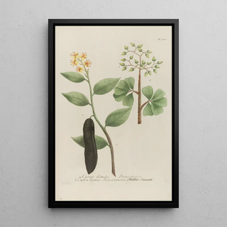 Johann Wilhelm Weinmann - Phytanthoza iconographia Pl064.webp