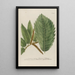 Phytanthoza iconographia Pl066 - Johann Wilhelm Weinmann — cuadro enmarcado en la pared