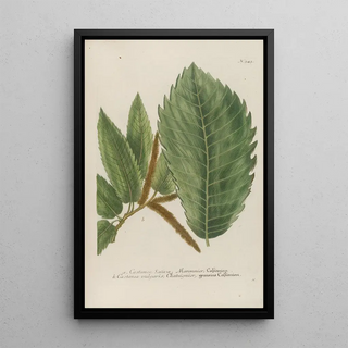 Johann Wilhelm Weinmann - Phytanthoza iconographia Pl066.webp