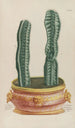 Phytanthoza iconographia Pl079 - Johann Wilhelm Weinmann — vista de la obra