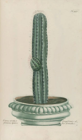 Johann Wilhelm Weinmann - Phytanthoza iconographia Pl080.webp